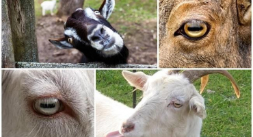 Struktura a barva kozích očí, rysy zornic a nemoci